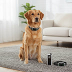 Dog Training Collar with Remote – Rechargeable E-Collar with Shock Vibration Buzz Modes, 2.4G Wireless Remote, USB Charging, Safe & Effective Pet Trainer for Small Medium Large Dogs, 1pc & 2pc