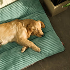 2XL Orthopedic Dog Bed for Large Breeds – Washable Removable Cover, Polyester Fiber Fill, Non-Slip Bottom, All Season Comfort Lounge Pad for Big Dogs