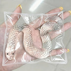 Squishy Snake Head Clip Fidget Pop Toy Transparent TPR Slow-Rising Stress Relief Sensory Toy Desktop Prank Novelty Gift for Kids Adults Ages 2+