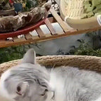 Freeze-Dried Cat Grass Hairball Control Tablets – Natural Mint Molar Sticks & Granules, Chicken Flavor Cat Snacks for Dental Health & Hair Removal